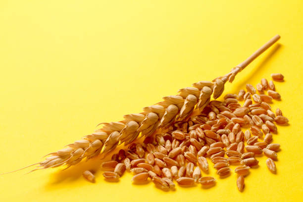 An ear and grain of wheat on a yellow background. Composition of ripe natural wheat.