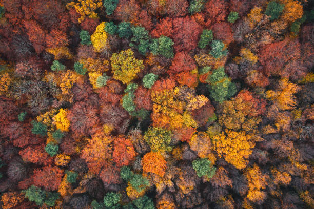 vue aérienne sur la forêt d’automne - leaves changing photos et images de collection