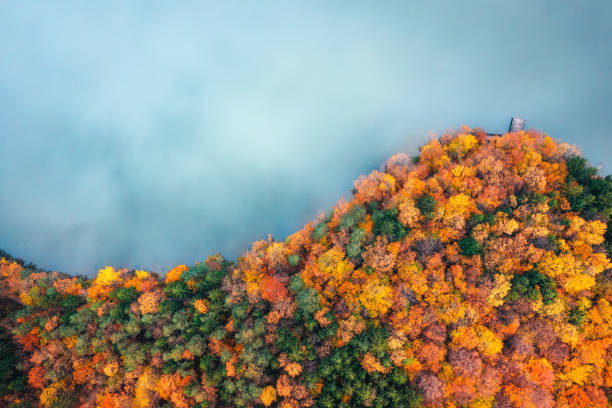 Autumn Forest By The Lake