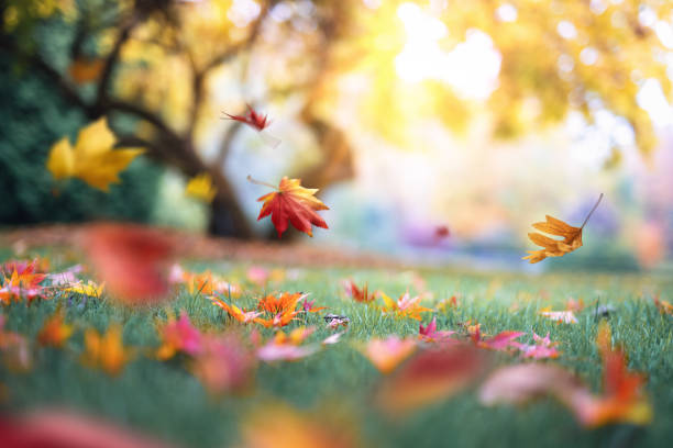 Colourful Fall Leaves stock photo