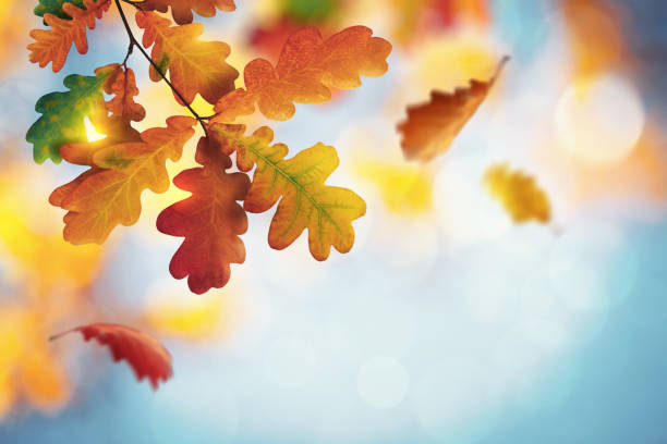 hojas de roble que caen del árbol - autumn oak tree sun fotografías e imágenes de stock