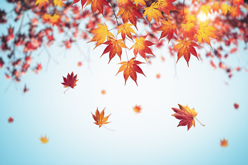 Autumn background with falling maple leaves.