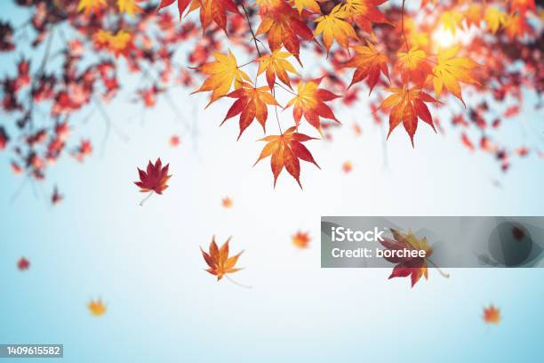 Autumn Background With Falling Leaves Stock Photo - Download Image Now - Autumn Leaf Color, Autumn, Falling