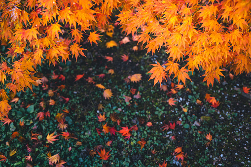 Beautiful maple tree in autumn colors.