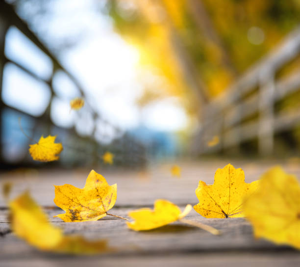 Photo of Falling Yellow Autumn Leaves