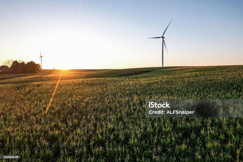 The wind turbine on the corn field on time the sunset Agricultural Field Stock Photo
