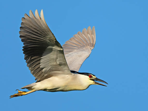 A Black-crowned Night Heron in Flight A Black-crowned Night Heron in Flight black crowned night heron nycticorax nycticorax stock pictures, royalty-free photos & images