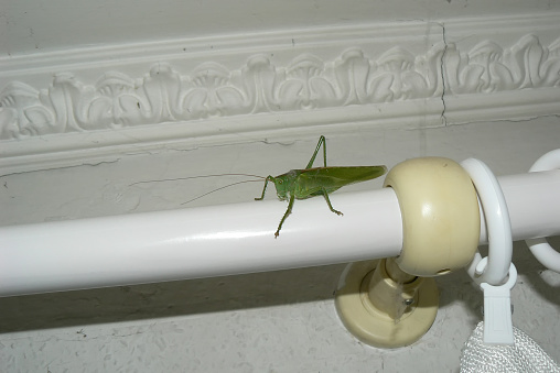 great green bush-cricket at home