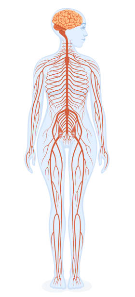 ilustraciones, imágenes clip art, dibujos animados e iconos de stock de esquema educativo del sistema nervioso humano. anatomía del cuerpo humano femenino. - brain human spine neuroscience healthcare and medicine