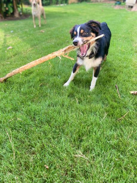 istock A purebred tricolor Australian Shepherd dog playing with a stick 1409620858