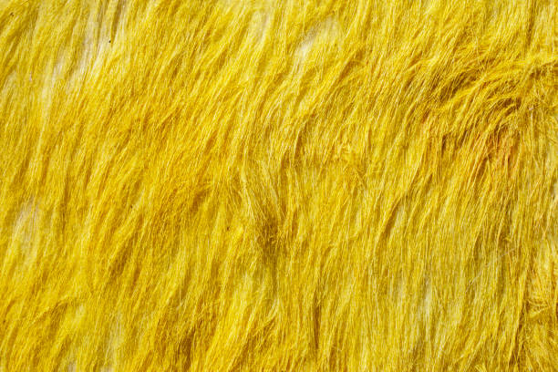 fourrure longue jaune comme fond ou texture. horizontal - yellow color image textured sensory perception photos et images de collection