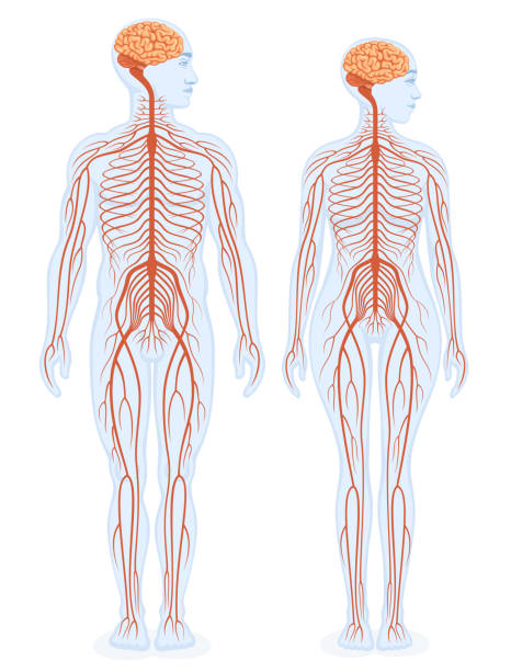 ilustrações, clipart, desenhos animados e ícones de esquema educacional do sistema nervoso humano. corpos masculinos e femininos. - esquema de neurónios