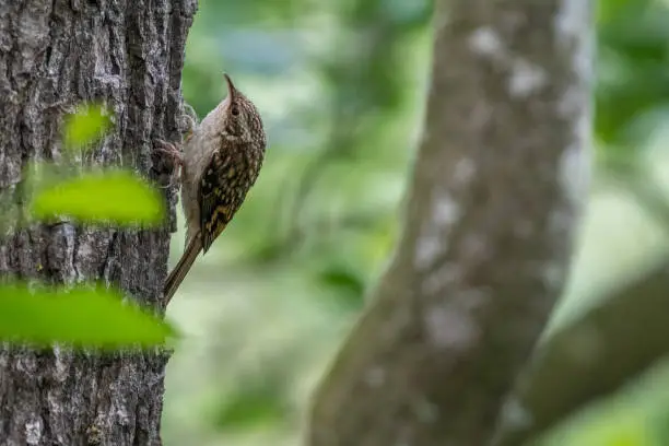 Eurasian or common treecreeper (Certhia familiaris)