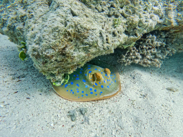 istock Bluespotted ribbontail ray (Taeniura lymma), Egypt 1409624805