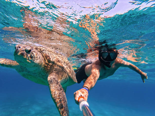 plongée avec tuba avec tortue de mer verte, marsa alam, égypte - horizon over water white green blue photos et images de collection