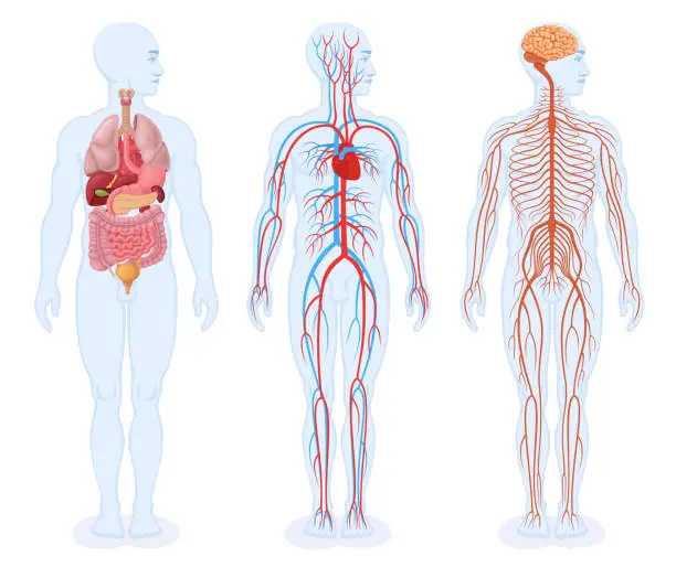 Vector illustration of Human internal organs, circulatory system and nervous system. Male Body.