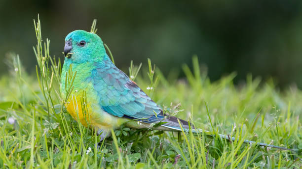 Male red-rumped parrot Red-rumped parrot (Psephotus haematonotus) feeding on the ground, Sydney, Australia red rumped swallow stock pictures, royalty-free photos & images