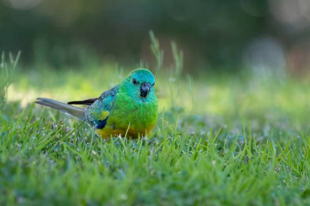 Male red-rumped parrot Red-rumped parrot (Psephotus haematonotus) feeding on the ground, Sydney, Australia red rumped swallow stock pictures, royalty-free photos & images