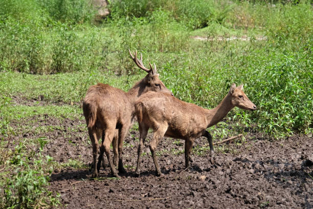 istock Sunlit red deer, cervus elaphus, stag with new antlers growing facing camera in summer nature. Alert herbivore from side view with copy space. Wild animal with brown fur observing on hay field. 1409626663