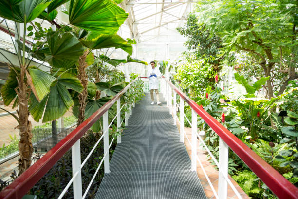 istock Biologist strolling in a passageway of a greenhouse 1409627704