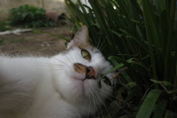 istock My cat enjoyable in the garden 1409628840