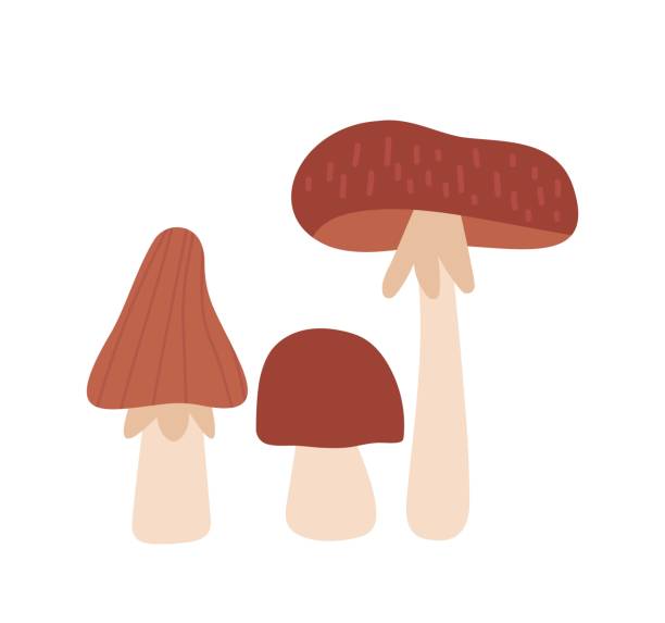 illustrazioni stock, clip art, cartoni animati e icone di tendenza di icona del set di funghi - white background freshness variation brown