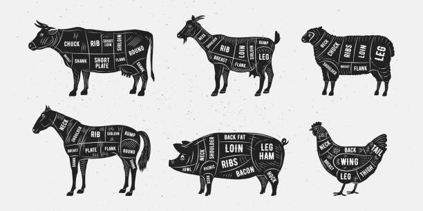 onmetzgerdiagramm, schemasatz. trendiger handgezeichneter vintage-stil. lamm, schwein, ziege, huhn, pferd, rindfleisch schnitte. fleischstücke für metzgerei, fleischerei, restaurant, lebensmittelgeschäft. vektor-illustrati - butchers shop meat store farm stock-grafiken, -clipart, -cartoons und -symbole