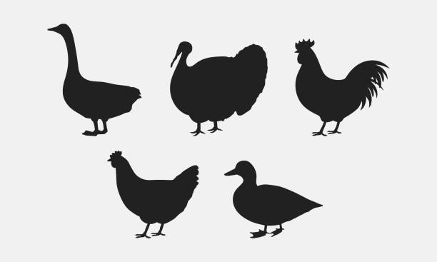 illustrazioni stock, clip art, cartoni animati e icone di tendenza di siluette di allevamento di pollame. oca, turchia, gallo, gallina, anatra. icone degli animali della fattoria isolate su sfondo bianco. icone vettoriali di pollame. - poultry