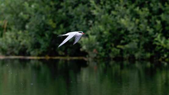 Daytime side view close-up of a single common tern (Sterna hirundo) flying over a pond with wings spread wide downwards, some drops on the left from just coming out of the water, green trees in the background  [sequence 1/3]