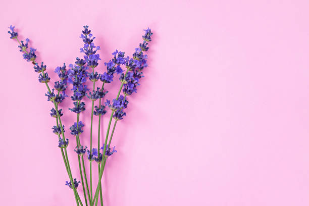 istock Lavender flowers on pink background, top view 1409634725