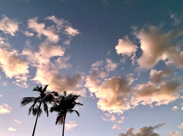 Horizontal looking up landscape of two tropical island palm trees swaying in wind against a cloudy dusk sky in rural Bangalow Australia