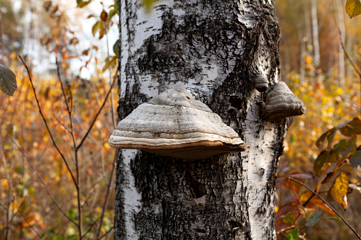 Tinder growing on birch tree. Polypore mushroom or parasites plant. Tree mushroom, close-up.