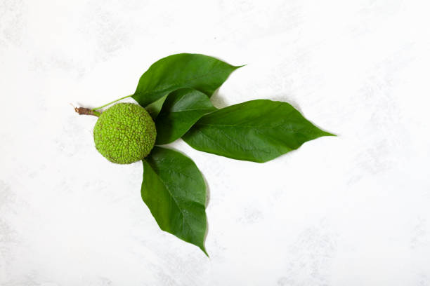 Maclura pomifera fruit with green leaves on light grey background. Maclura fruit or Adam's apple used in alternative medicine, in particular for treatment of joints and sciatica Maclura pomifera fruit with green leaves on light grey background. Maclura fruit or Adam's apple used in alternative medicine, in particular for treatment of joints and sciatica. maclura pomifera stock pictures, royalty-free photos & images