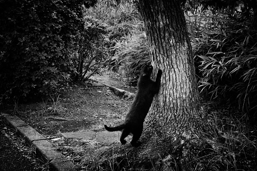 Image of a black cat sharpening its claws with a tree