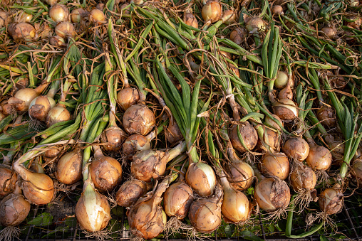 Onions with green stems, skins, roots, and garden soil still attached drying on a screen in an open air greenhouse in golden hour sunlight on an organic vegetable farm. Great vegetable cooking background.