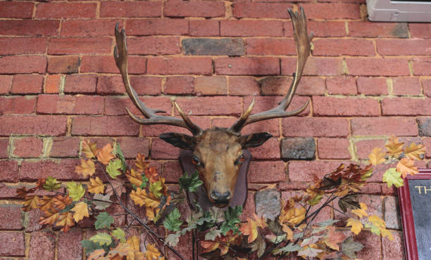 trofeo dei cervi sul muro di mattoni - deer stag wall animal head foto e immagini stock