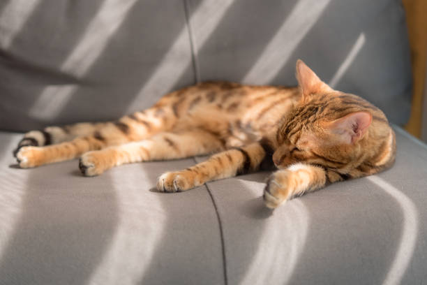 istock Domestic bengal cat sleeps on the couch. 1409637783