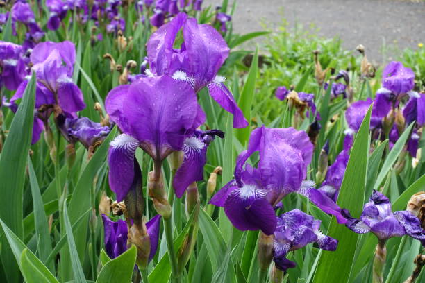 close view of purple flowers of iris germanica with rain drops in may - rhizomatous bildbanksfoton och bilder