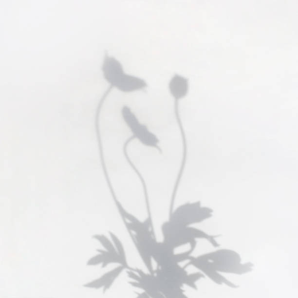 istock The shadow of a plant on a light background 1409641226