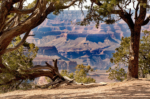 The Grand Canyon through the trees.