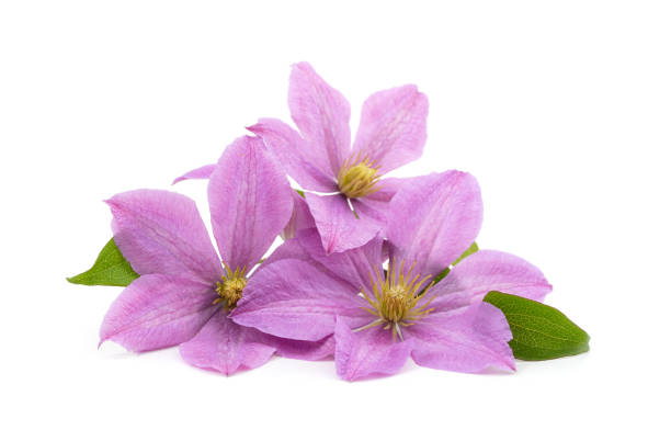 istock Purple clematis with green leaves. 1409641342