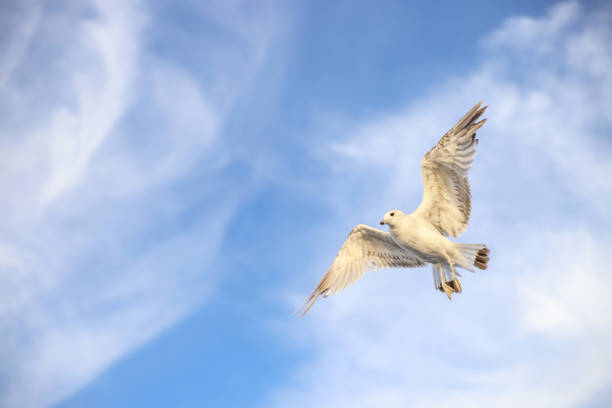 istock A white seagull flies in the blue sky, close up 1409641473