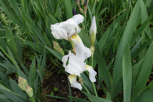 Pair of two white flowers and buds of Iris germanica in May