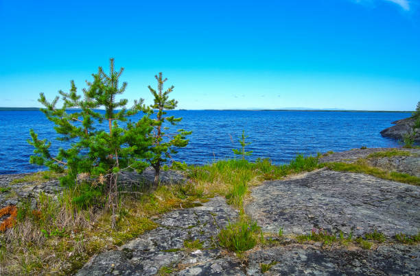 istock Small pines grow from a crack in a granite rock. 1409642296