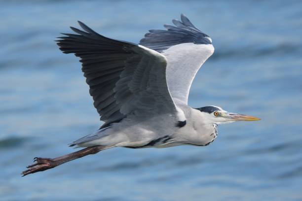 airone cenerino che vola sulla superficie del mare - gray heron foto e immagini stock