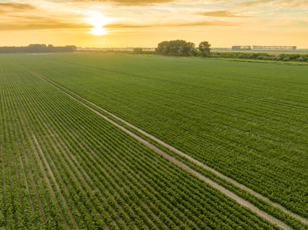 istock Potatoes in a field with blossoming green plants during sunset 1409646006