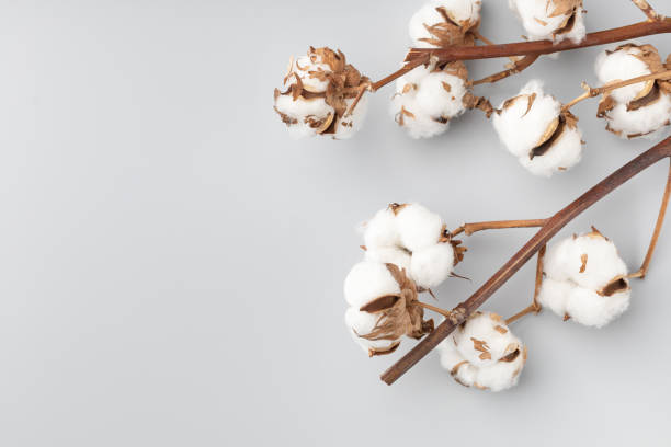 istock Cotton branch on a gray background 1409648496