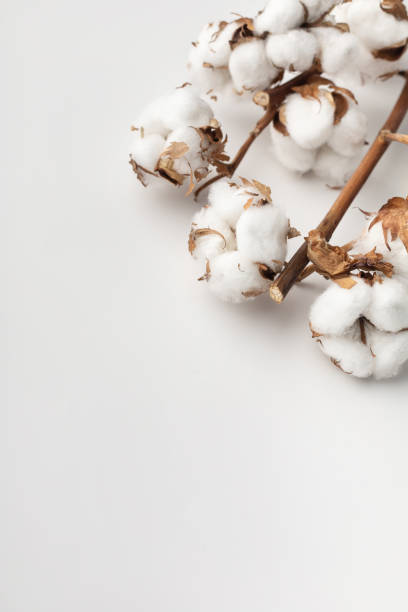istock Branches of pure cotton on a white background 1409648516