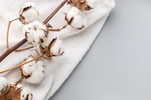 White terry towel and a branch of cotton on a gray background