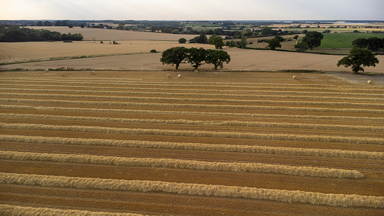 Neat rows of straw waiting to be collected, just after the combine harvester has harvested grain. Aerial view